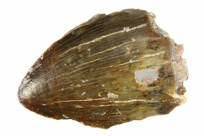 Serrated, Fossil Phytosaur (Redondasaurus) Tooth - New Mexico #284262